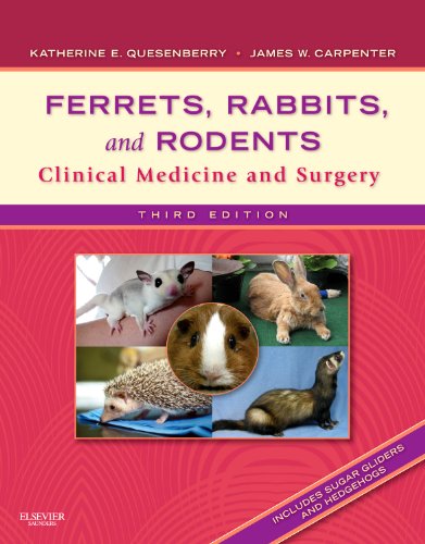 Ferrets, Rabbits, and Rodents: Clinical Medicine and Surgery, 3rd Edition   – 3rd Edition (PDF Instant Download)